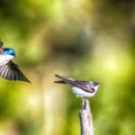Cientistas perplexos ao ver aves imersas em “substâncias eternas” ainda prosperando