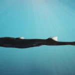 Tubarão Luminescente e Caranguejo Escondido Descobertos Profundamente na Austrália