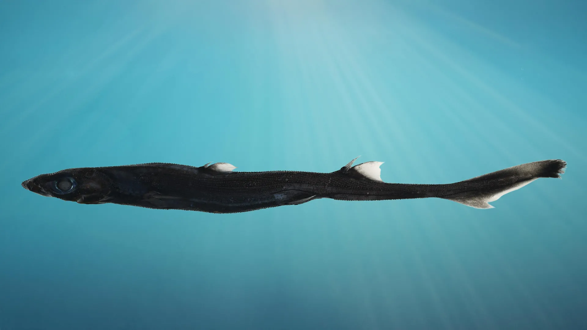 Tubarão Luminescente e Caranguejo Escondido Descobertos Profundamente na Austrália