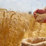 Um gene secreto pode triplicar colheitas de trigo.