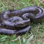 <p>Cientistas revelam motivo pelo qual anacondas permaneceram gigantes por 12 milhões de anos</p>