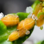 <p>Um minúsculo inseto cítrico esconde um enigma biológico inédito</p>