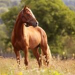 <p>Febre do Nilo identificada em Portugal e DGAV sugere imunização de equinos</p>