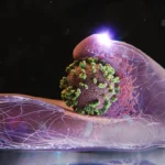 <p>Cientistas registram vírus da gripe adentrando células humanas em tempo real</p>