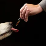 <p>Researchers investigated 47,000 canines with CBD and discovered an unexpected behavioral change in Portuguese.</p>