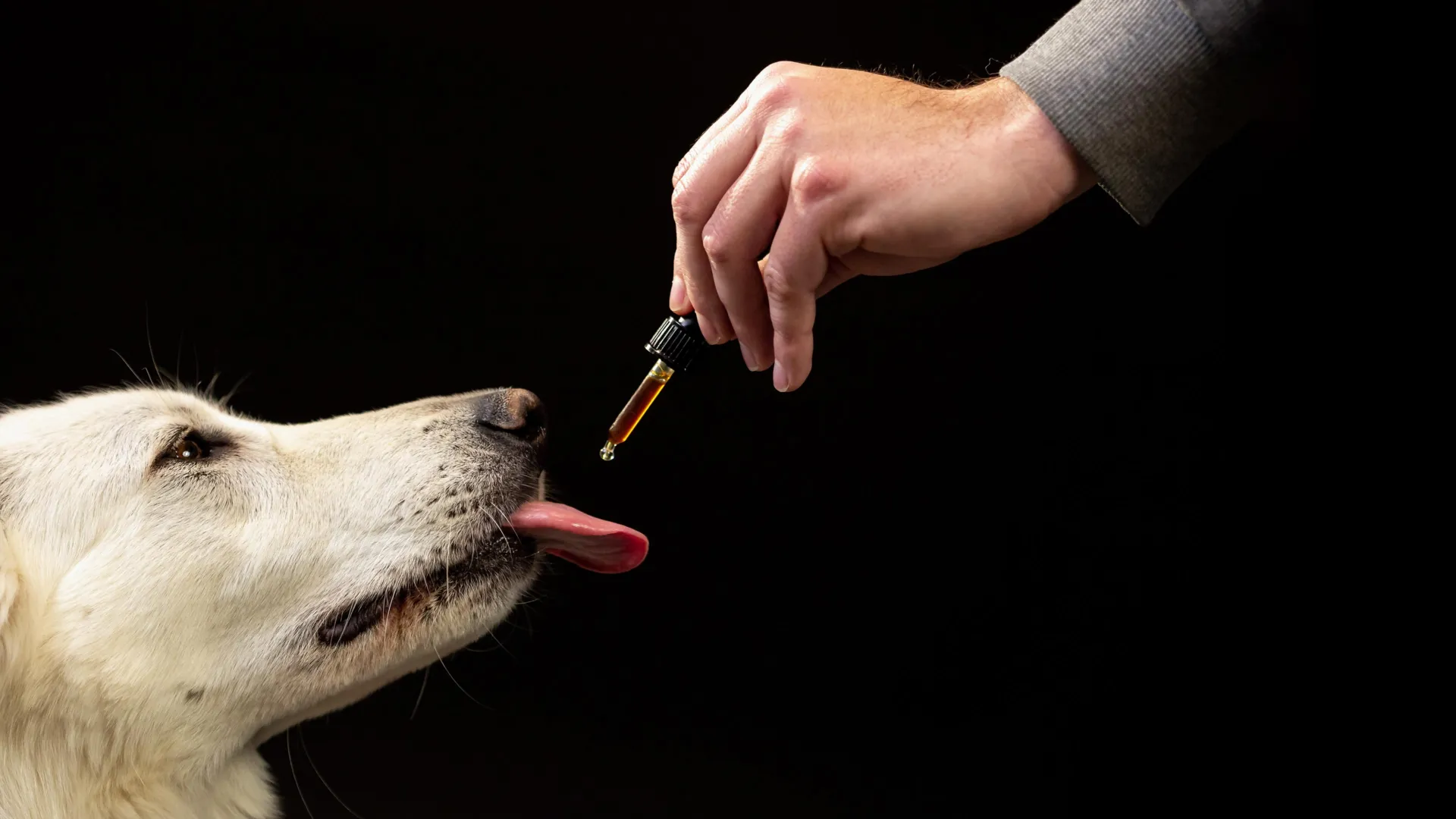 <p>Researchers investigated 47,000 canines with CBD and discovered an unexpected behavioral change in Portuguese.</p>