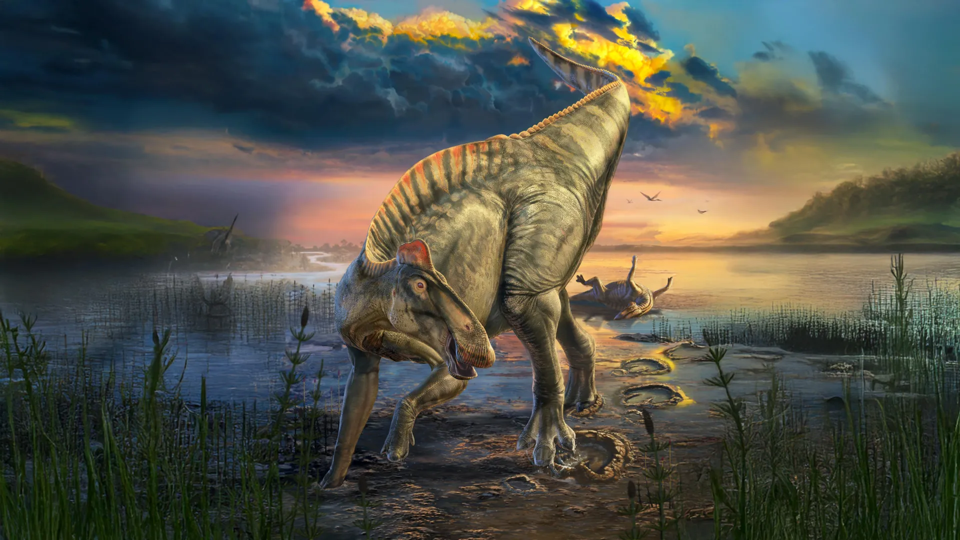 <p>Múmia de dinossauro descoberta com cascos e uma crista oculta</p>