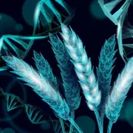 <p>Trigo CRISPR que produz seu próprio adubo</p>