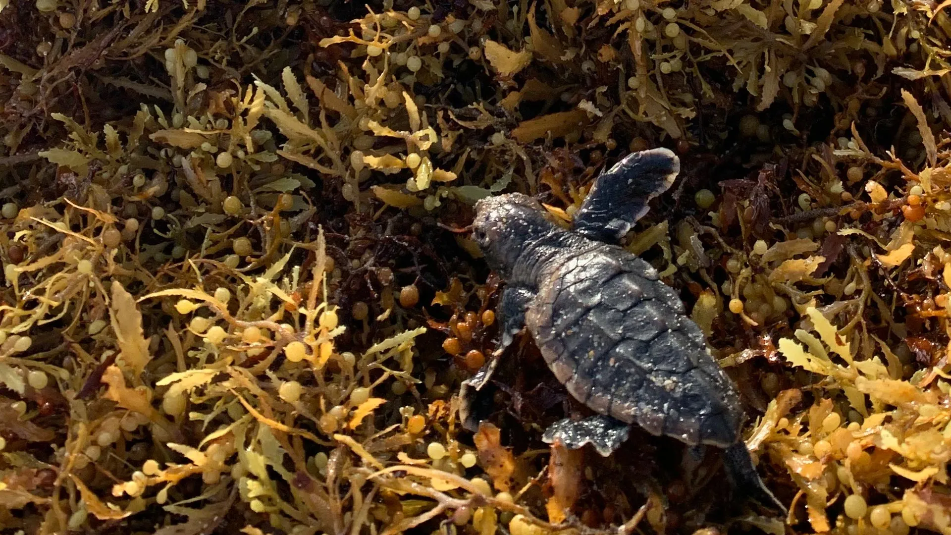 <p>Montes de sargassum aprisionam filhotes de tartaruga marinha nas praias da Flórida</p>