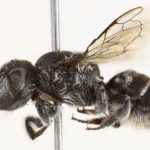 <p>Pequena abelha com chifres demoníacos encontrada na Austrália Ocidental</p>