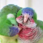 <p>Como os periquitos criam novas amizades de forma surpreendentemente humana</p>