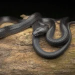 <p>Uma enigmática cobra negra oculta por séculos agora é homenageada com o nome de Steve Irwin.</p>