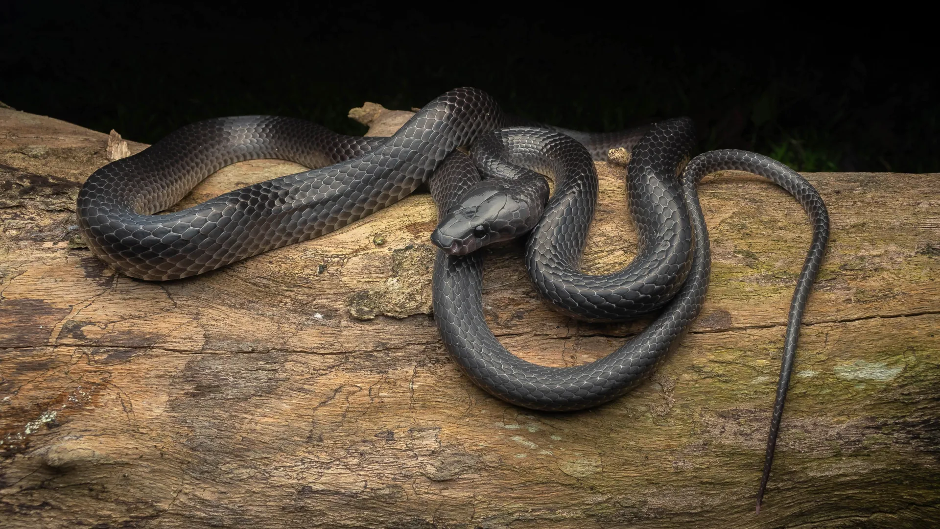 <p>Uma enigmática cobra negra oculta por séculos agora é homenageada com o nome de Steve Irwin.</p>
