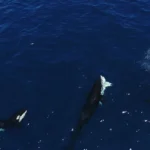 Orcas aprimoram um astucioso estratagema para capturar tubarões-brancos.