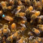 <p>A inesperada razão pela qual abelhas trocam suas rainhas</p>