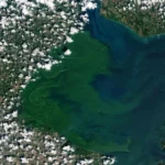 <p>Nova investigação descobre o organismo oculto por trás das flores tóxicas do Lago Erie</p>