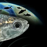 Peixe ancestral com audição humana surpreende pesquisadores