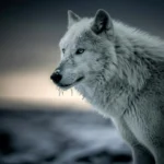 <p>Cientistas encontram DNA oculto de lobo na maioria dos cães</p>