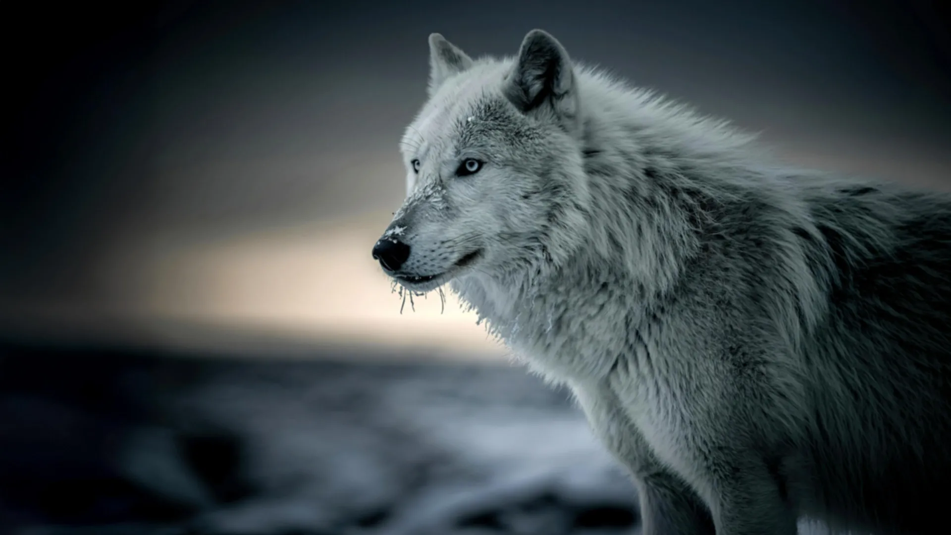 <p>Cientistas encontram DNA oculto de lobo na maioria dos cães</p>