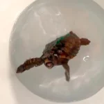 <p>Pesquisadores descobrem como tartarugas filhotes se orientam por milhares de quilômetros com um sentido magnético oculto</p>