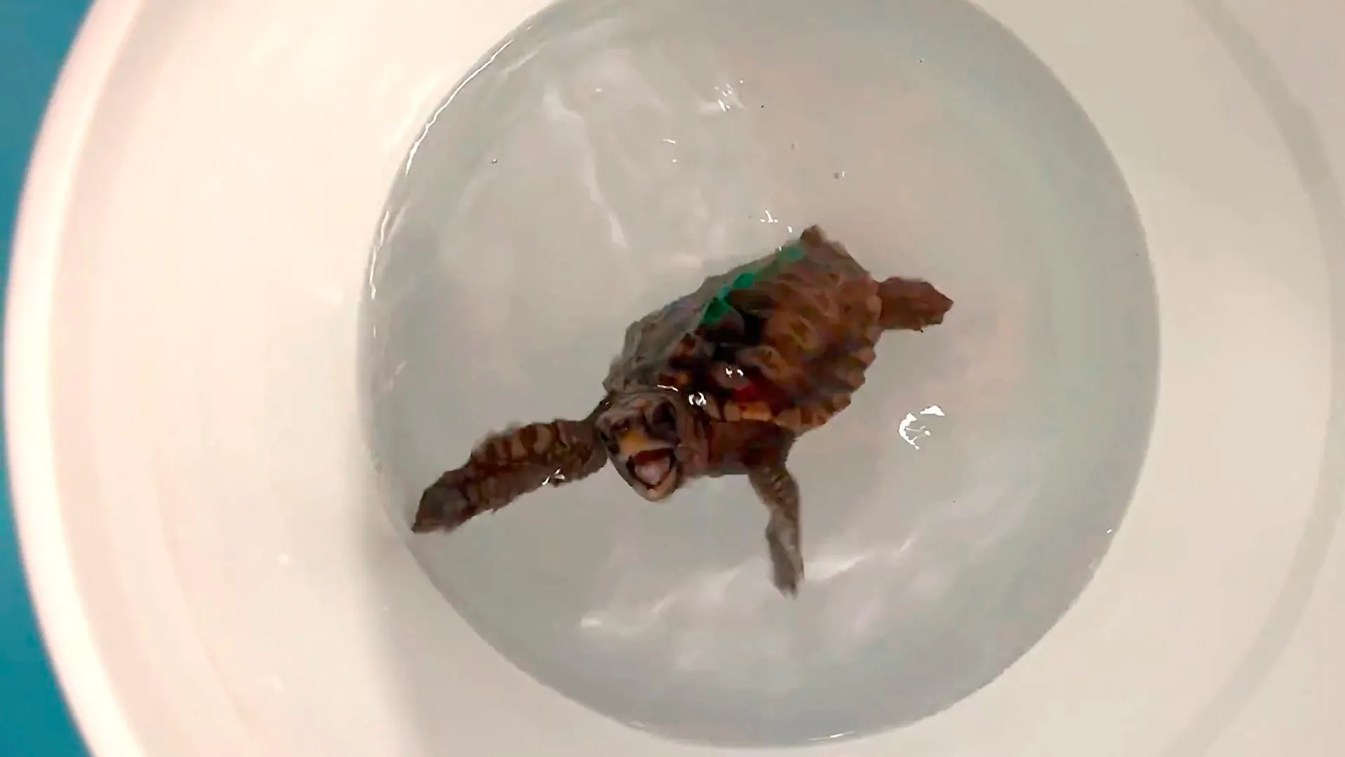 <p>Pesquisadores descobrem como tartarugas filhotes se orientam por milhares de quilômetros com um sentido magnético oculto</p>