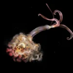 <p>Lombrigas zumbis estão desaparecidas e pesquisadores estão preocupados</p>