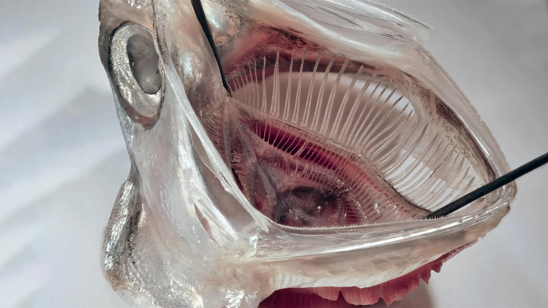 <p>Este filtro inspirado em peixes elimina mais de 99% dos microplásticos.</p>