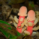 <p>Esta “cogumelo” não é um fungo, é uma planta estranha que desafia todas as normas.</p>