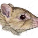 <p>Novo marsupial espectral relacionado ao canguru descoberto na Austrália</p>