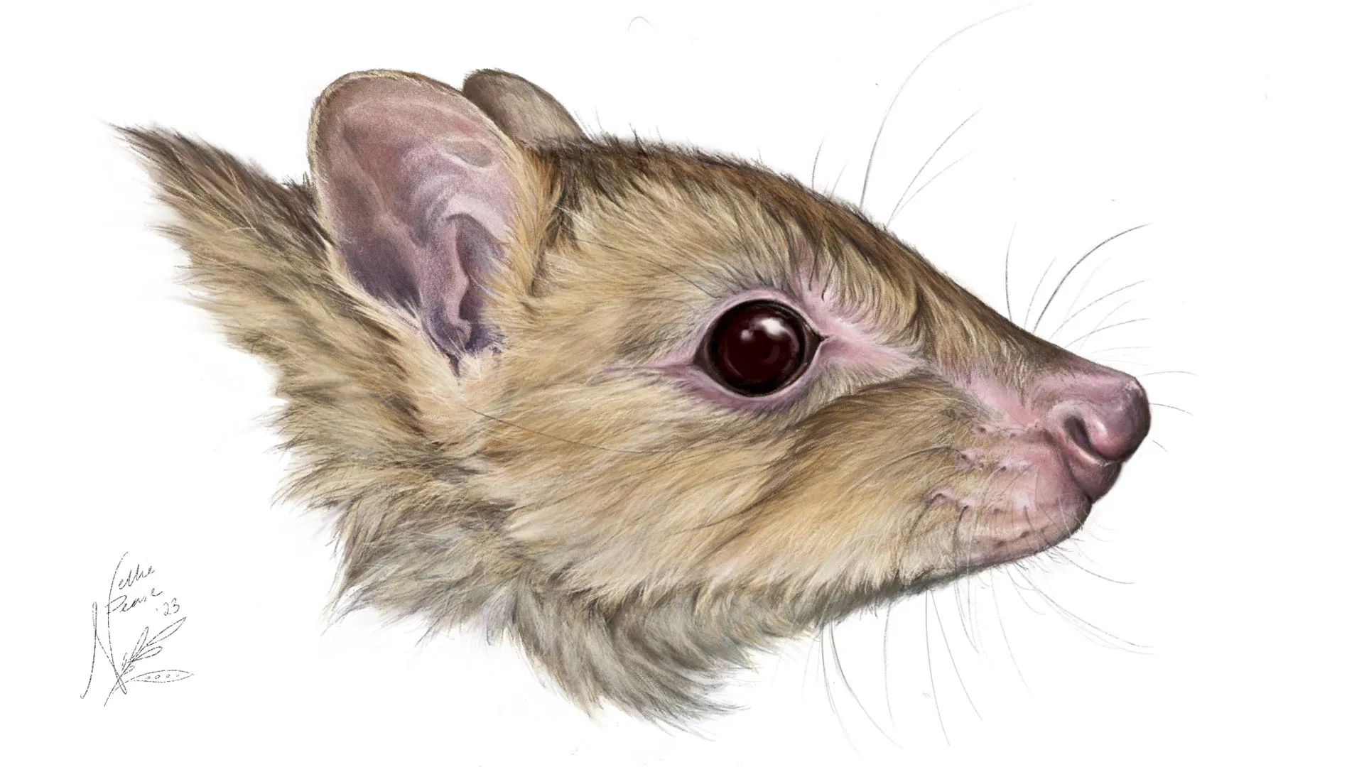<p>Novo marsupial espectral relacionado ao canguru descoberto na Austrália</p>