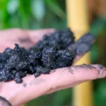 <p>Pesquisadores descobriram o mistério do solo que duplica a regeneração florestal.</p>