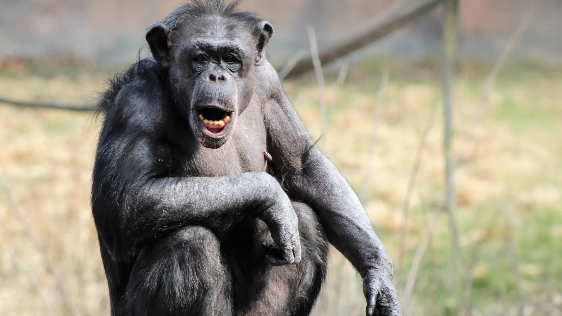 <p>Cérebros humanos reagem de forma surpreendente a vocalizações de chimpanzés.</p>