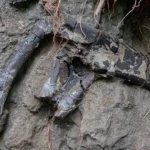 Dinosaur Bones Hateg Basin Transylvania