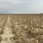 <p>Um vírus destrutivo do algodão permaneceu escondido em campos dos EUA por quase duas décadas.</p>