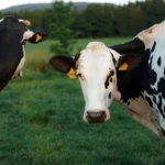 <p>Uma descoberta inédita está revolucionando a pecuária leiteira.</p>