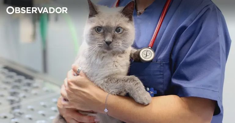 <p>“É necessário haver em cada município uma Autoridade de Saúde Animal”</p>