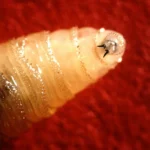 <p>Uma mosca devoradora de carne, antes erradicada, está retornando para os EUA.</p>