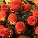 <p>Pesquisadores descobrem como vegetais prosperam sem luz solar ou reprodução</p>