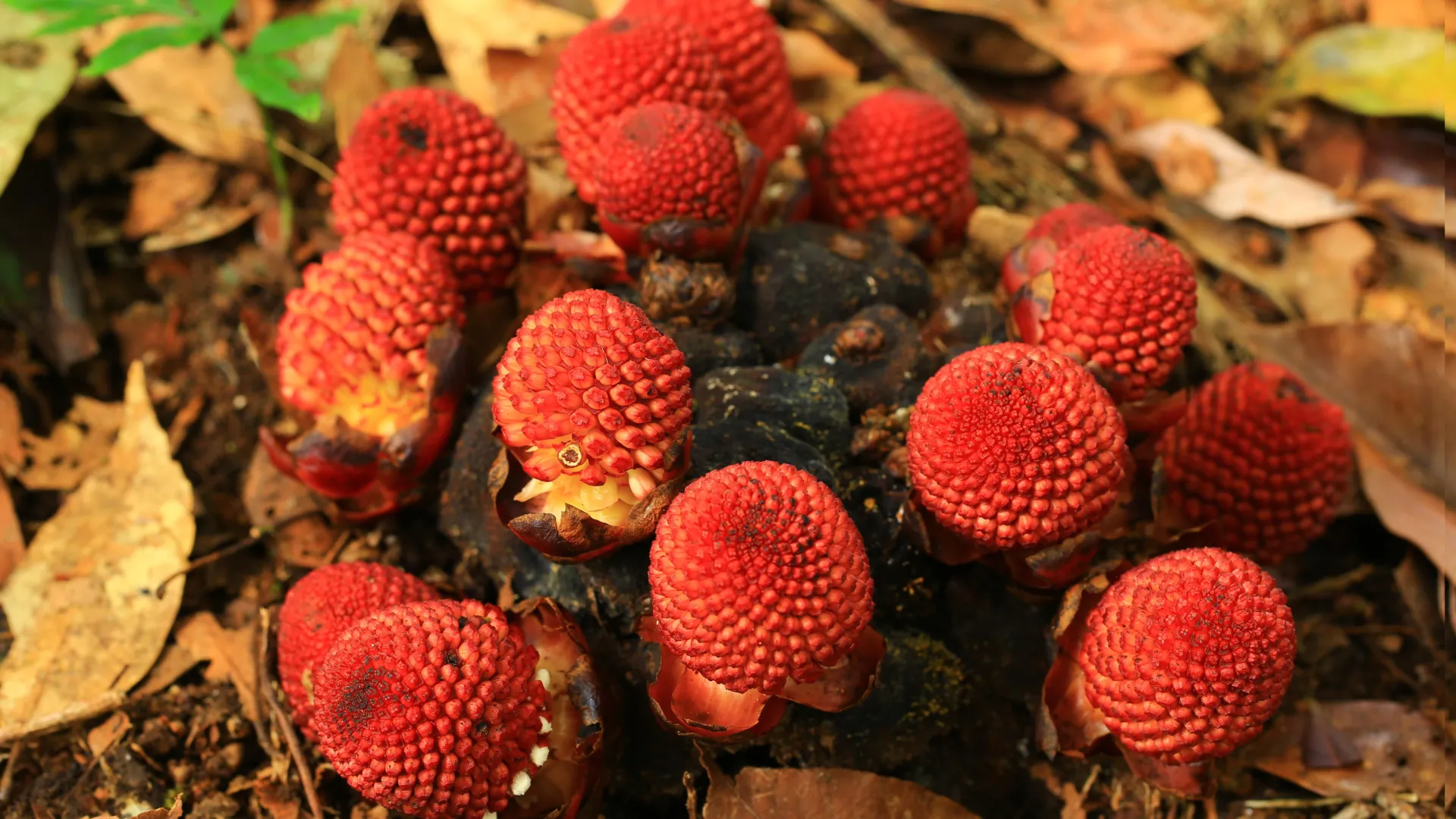 <p>Pesquisadores descobrem como vegetais prosperam sem luz solar ou reprodução</p>