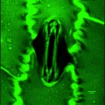 <p>Inovação permite que pesquisadores observem a respiração das plantas em tempo real</p>