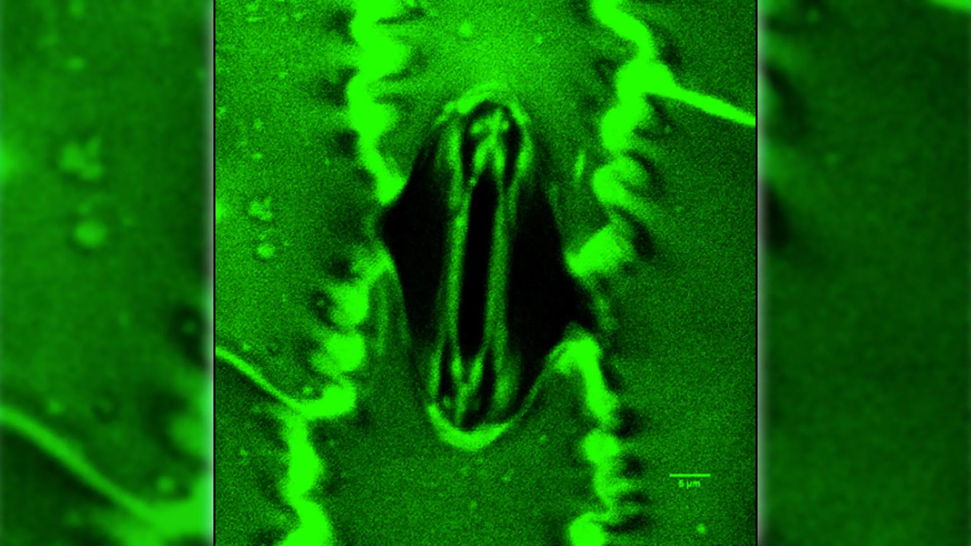 <p>Inovação permite que pesquisadores observem a respiração das plantas em tempo real</p>