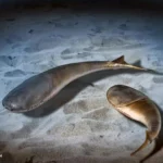 <p>Quando os mares se extinguiram e a existência transformou