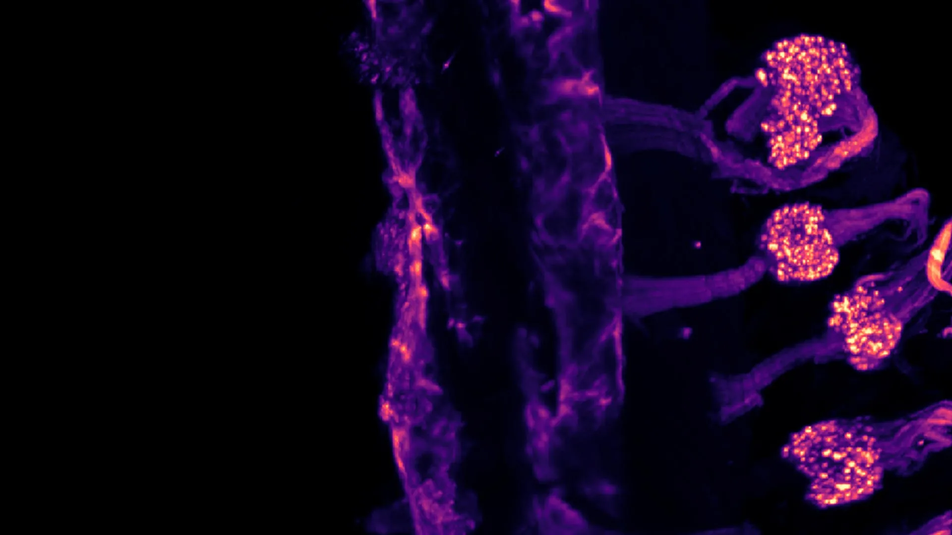 <p>Seu corpo está gelado Sua pele parece fria</p>