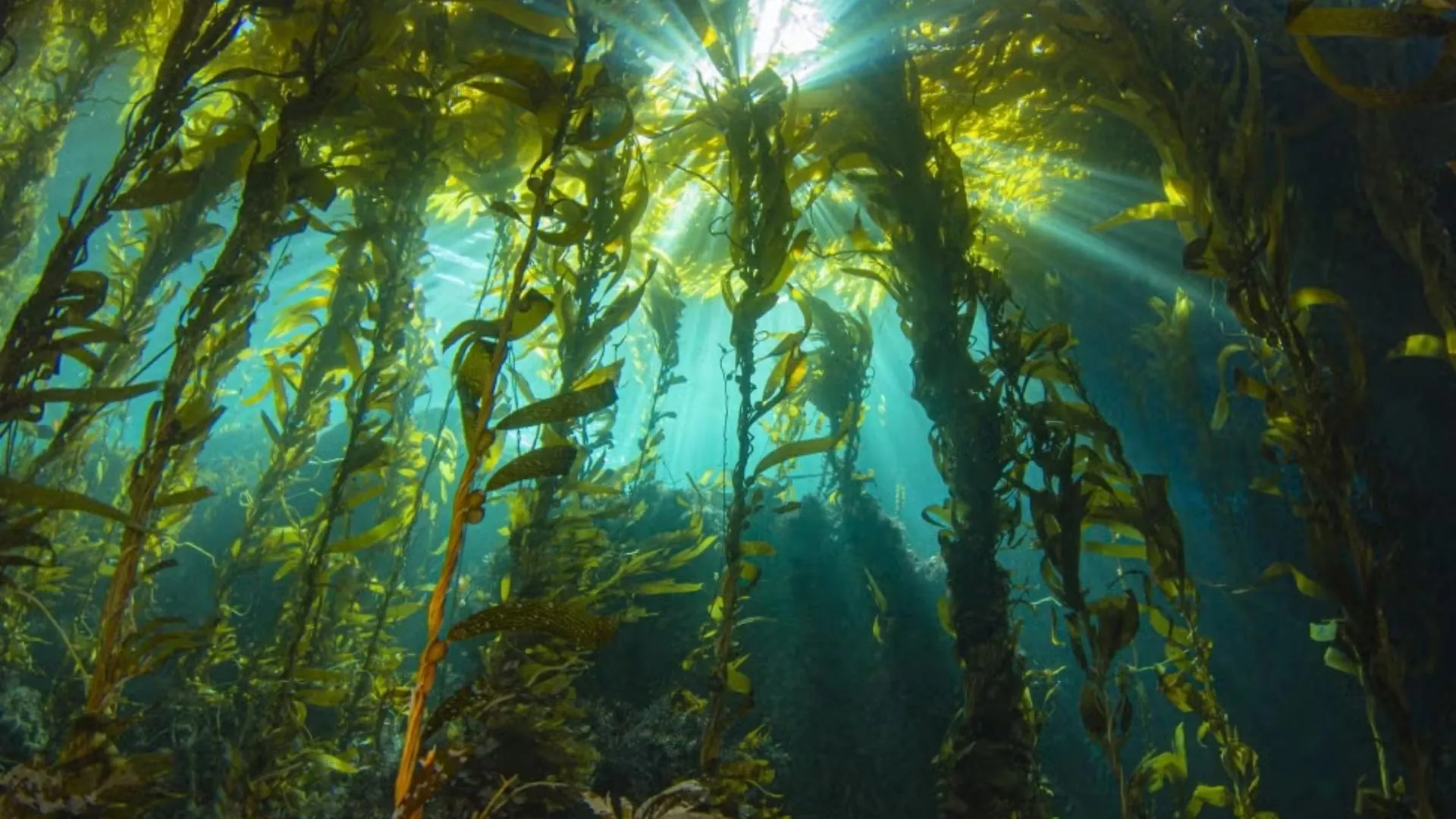 Underwater Kelp Sunshine