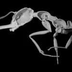 <p>Por que a evolução premiou formigas que abriram mão da proteção</p>