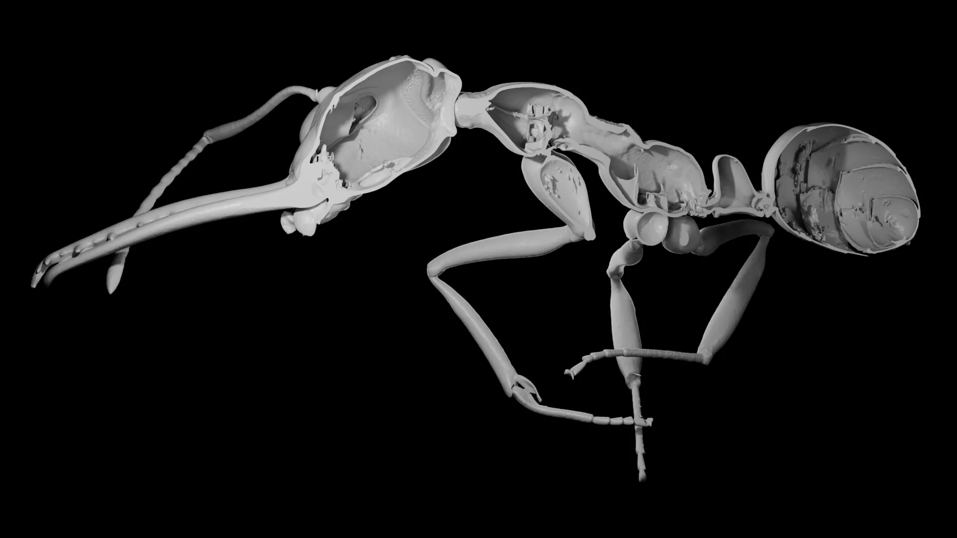 <p>Por que a evolução premiou formigas que abriram mão da proteção</p>