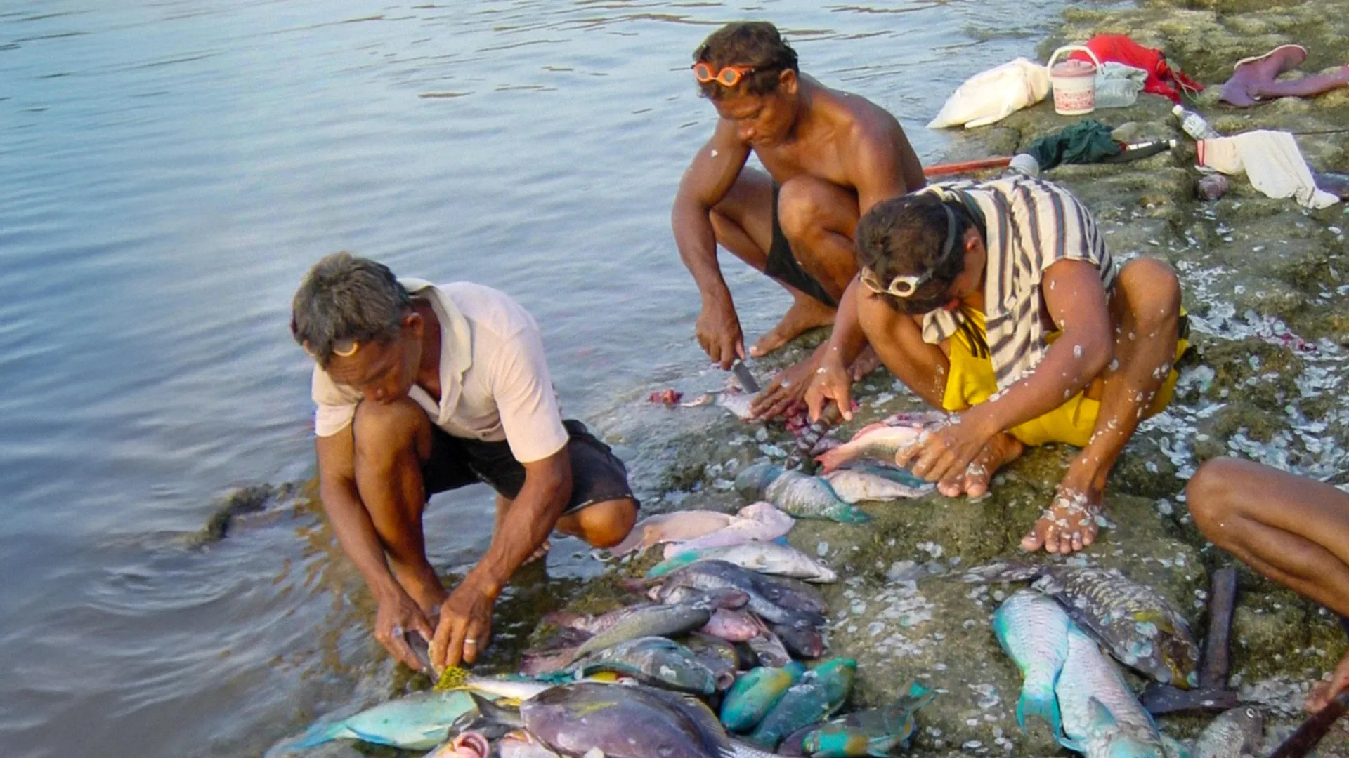 <p>Os recifes de coral podem nutrir milhões se permitirmos sua recuperação.</p>