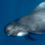 <p>Baleias e orcas transportavam microrganismos desconhecidos.</p>