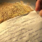 Esta pequena erva está auxiliando na solução de delitos.