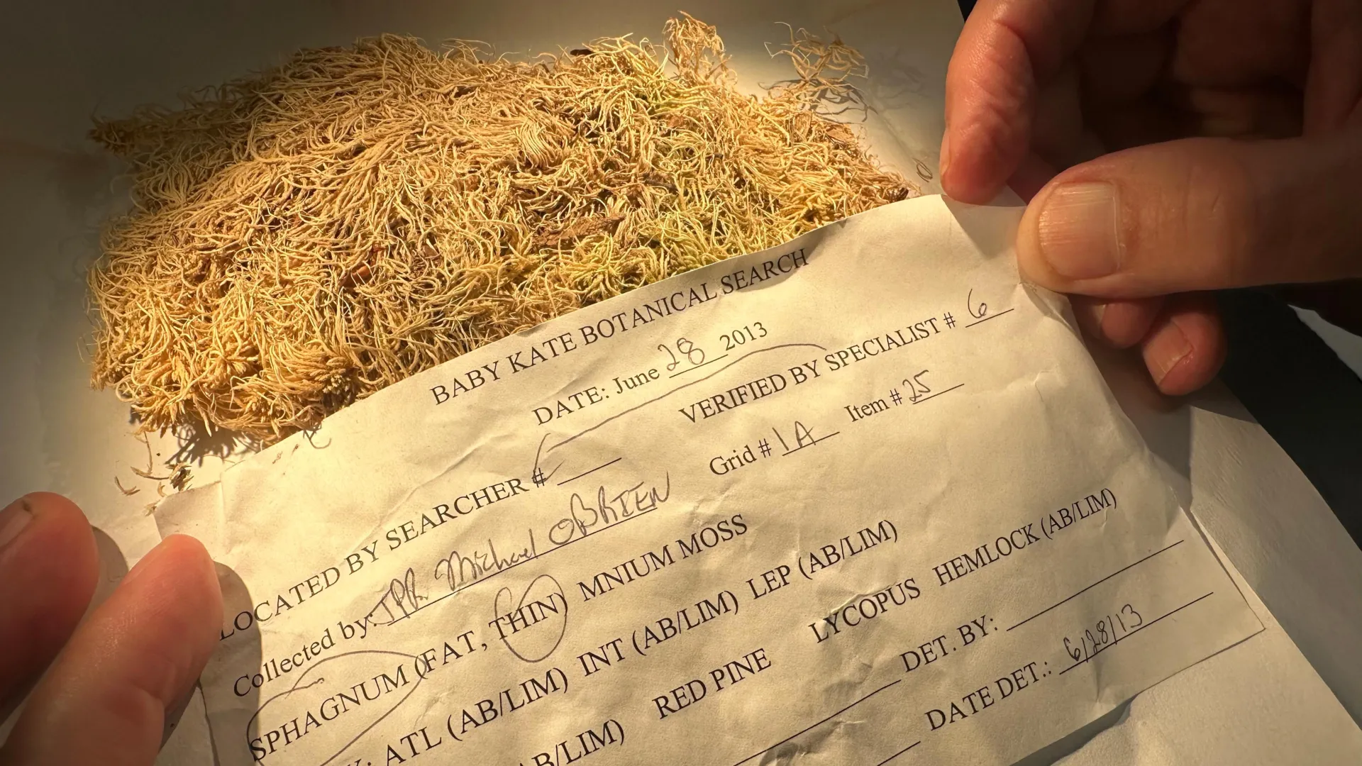 Esta pequena erva está auxiliando na solução de delitos.